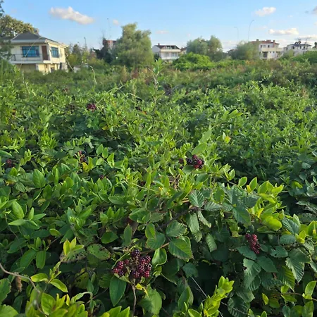 Pitipatibone Sahil Evi - House *